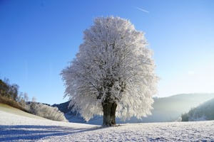 白露节气吃什么