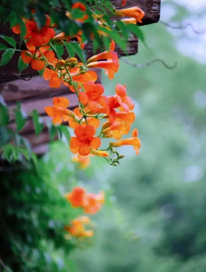 散文：夏日，一场雨，一抹情怀，许一份深情