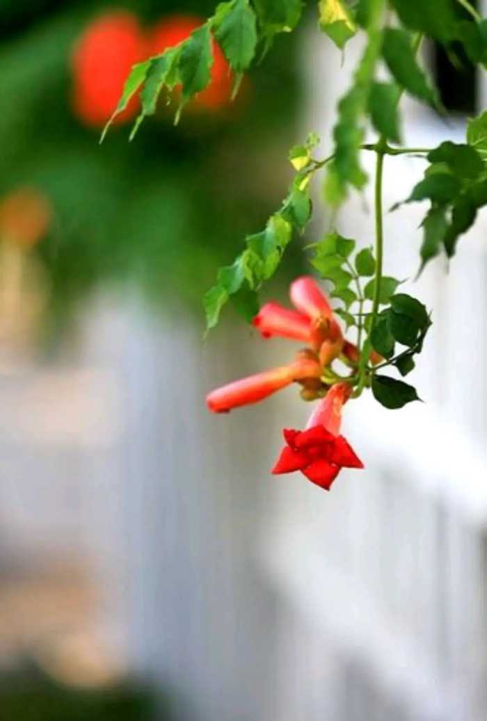 散文：夏日，一场雨，一抹情怀，许一份深情