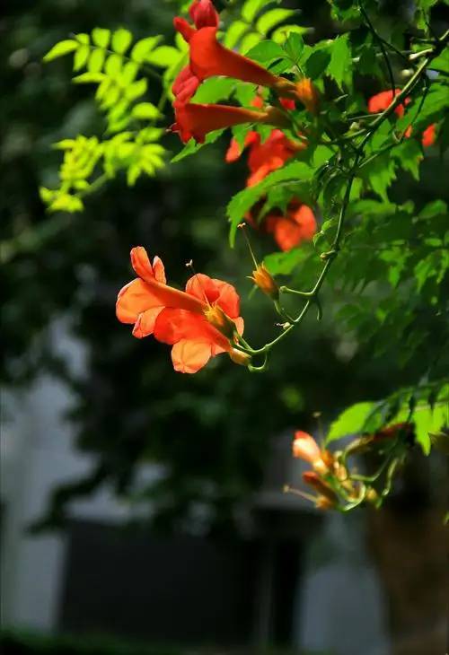 散文：夏日，一场雨，一抹情怀，许一份深情