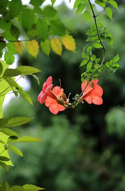 散文：夏日，一场雨，一抹情怀，许一份深情