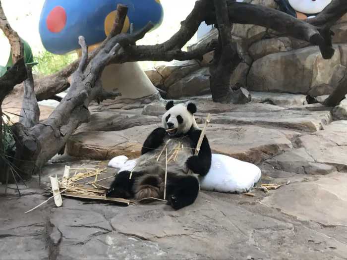 广州长隆野生动物世界完整攻略丨暑假来了，带着孩子出发吧！