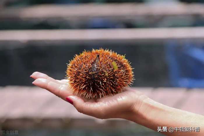 地球上寿命最长的十种动物，乌龟只能排第七，永生真的存在吗？