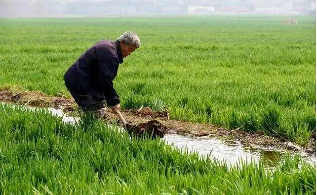 “清明雨星星，一棵高粱打一升”，关于清明的谚语，你知道几个？