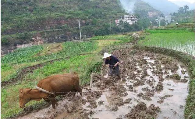 “清明前后，种瓜点豆”，关于清明节的谚语，你知道几个？